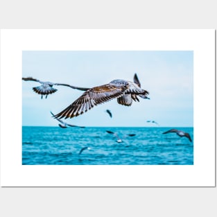 Flight of the Seagull Photograph Posters and Art